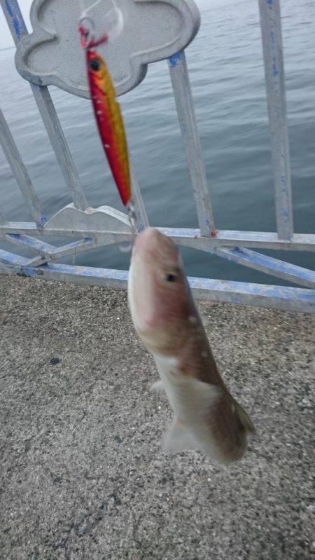 キャタリナのドラグを出したのは…。