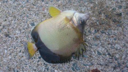 小浦一文字釣行！