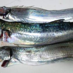 サゴシ釣れました(^^)