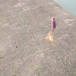 サゴシ激渋(>_<)