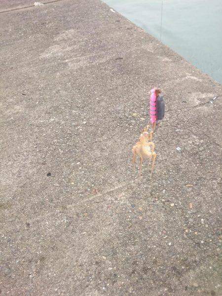 サゴシ激渋(>_<)