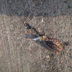 ポロポロと釣れる