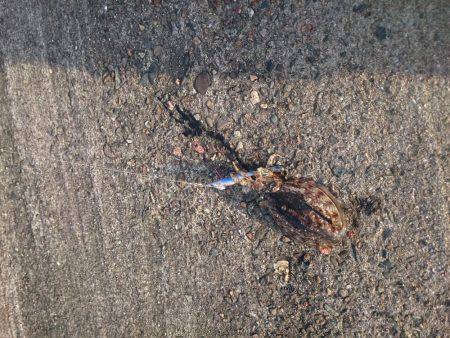 ポロポロと釣れる