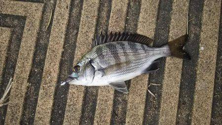 簡単愉しいアジング