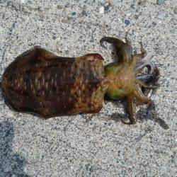 朝まずめ狙いでアオリイカ