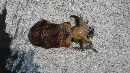 朝まずめ狙いでアオリイカ