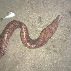 久しぶりキロアップ