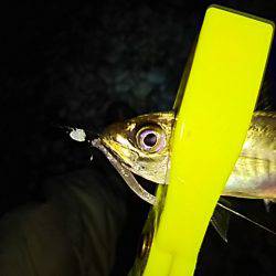 メバル、始まりました！