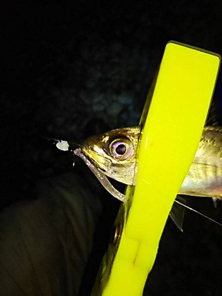 メバル、始まりました！