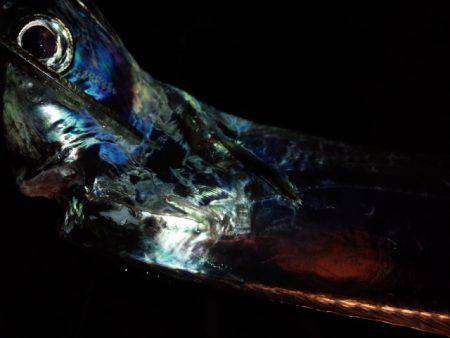 渋いが良型も…