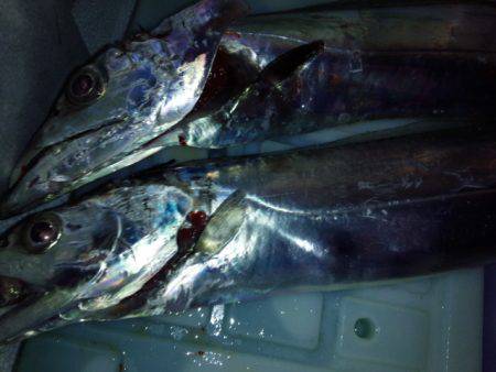 今シーズン初のドラゴン！