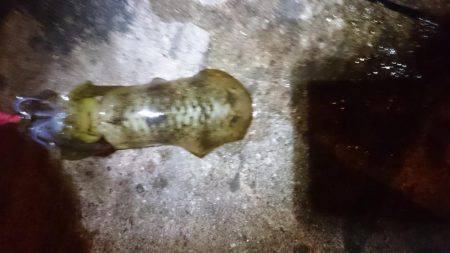 少ないようです。