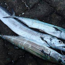 敦賀サゴシゲーム