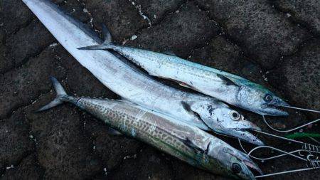 敦賀サゴシゲーム