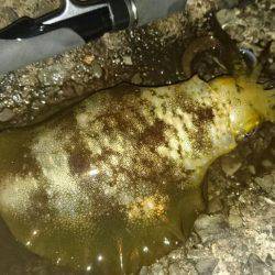 敦賀秋イカ中盤戦