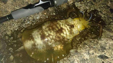 敦賀秋イカ中盤戦