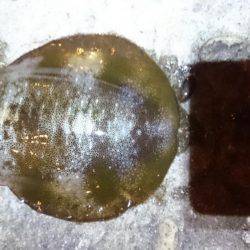 成長してますな。