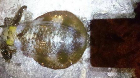 成長してますな。