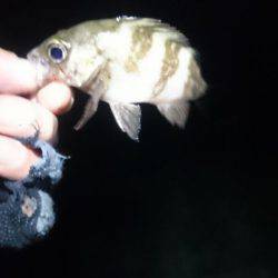 大潮に釣れない。