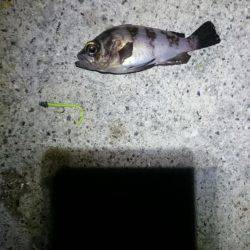 ネバリとガンバリ