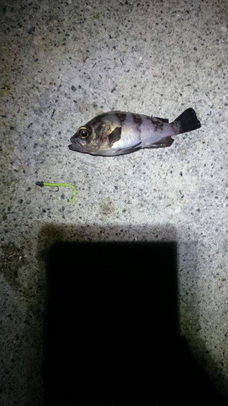 ネバリとガンバリ