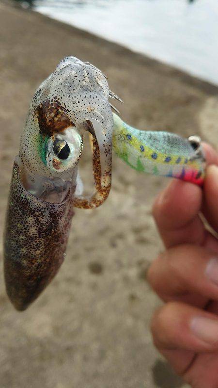 サーフエソング(>_<)