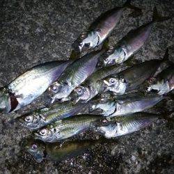 アオリ!タチウオ!アジ!秋のターゲットを捕獲!