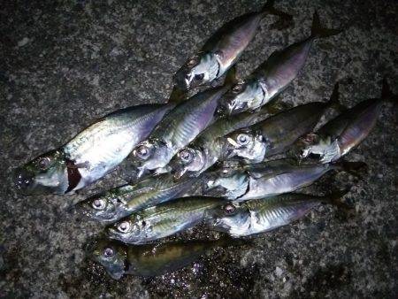 アオリ!タチウオ!アジ!秋のターゲットを捕獲!