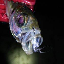 タチウオ連打!アジング爆釣!