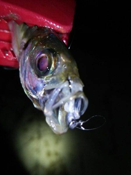 タチウオ連打！アジング爆釣！