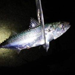 1時間で2ケタ!数釣りアジング!