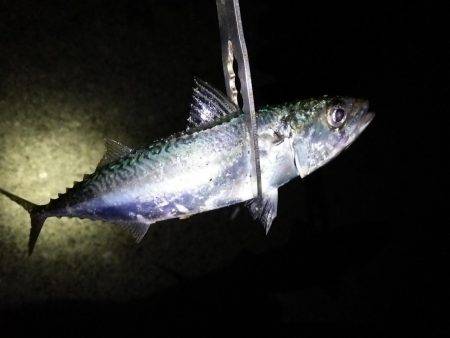 1時間で2ケタ!数釣りアジング!