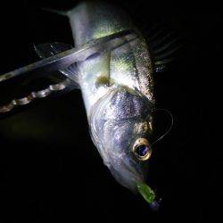 明石のアジングは…？