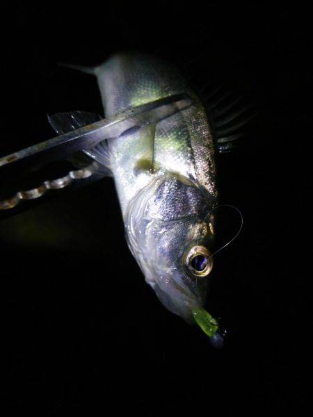 明石のアジングは…？