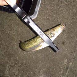 今どきカマシング