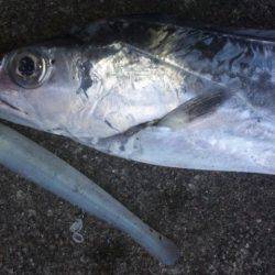 タチウオ釣り