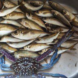 夜中のサビキ　連続釣行