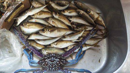 夜中のサビキ　連続釣行