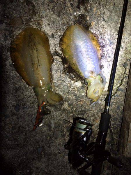 ナイトエギング