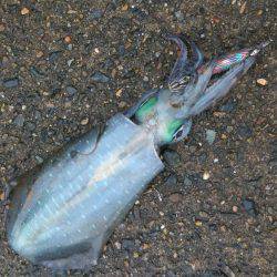 サゴシング&エギング