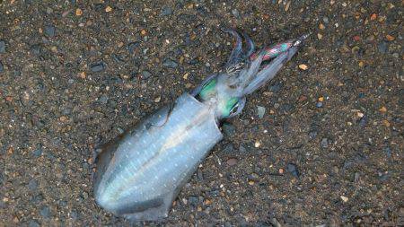 サゴシング&エギング