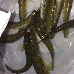 武庫川も淀川も