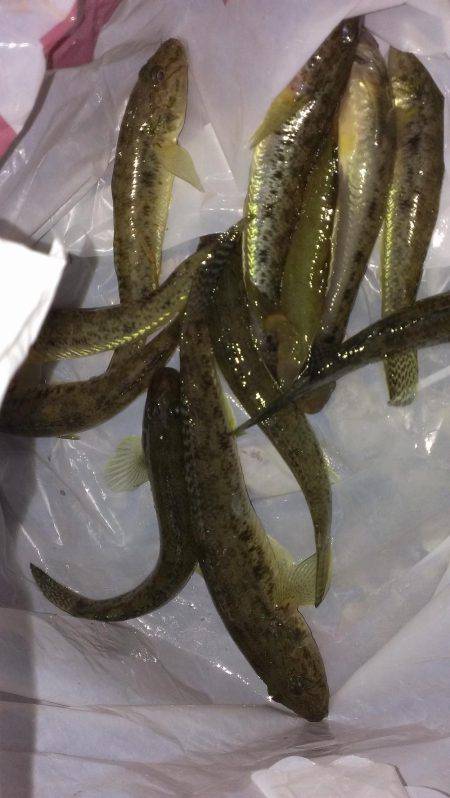 武庫川も淀川も