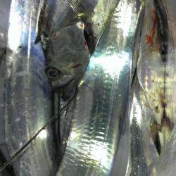 太刀？脇差だな