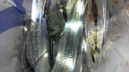 太刀？脇差だな