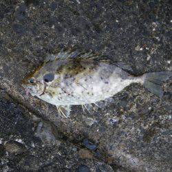 カワハギ出現せず。