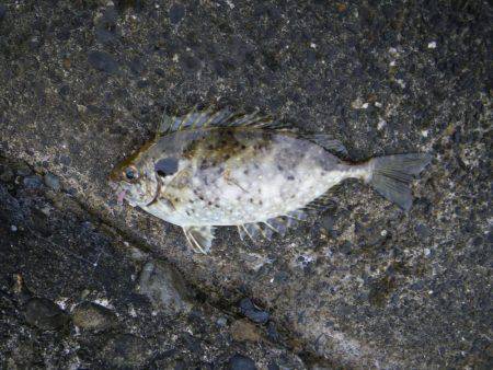 カワハギ出現せず。