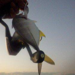 晩飯前のメッキ調査