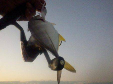 晩飯前のメッキ調査