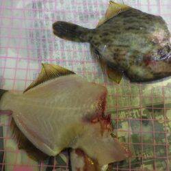 あじ　カワハギ　子メジナ